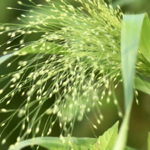 Panicum Fontaine