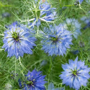 Nigella Miss Jekyll Ligth Blue